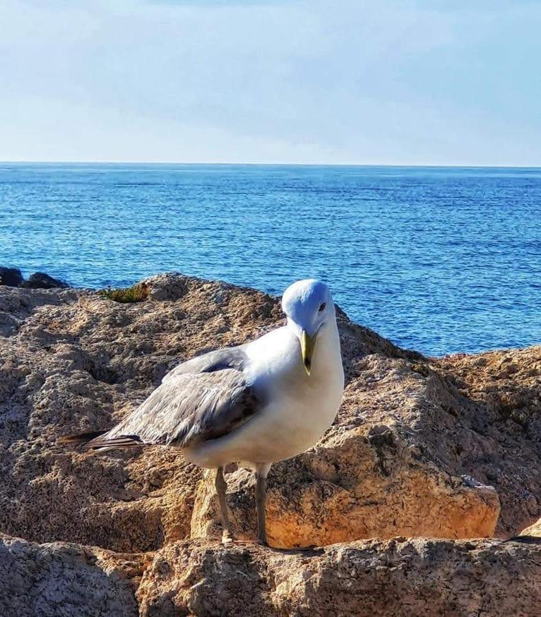 Comodo Apartamento Cerca Del Mar ซานตาโปลา ภายนอก รูปภาพ